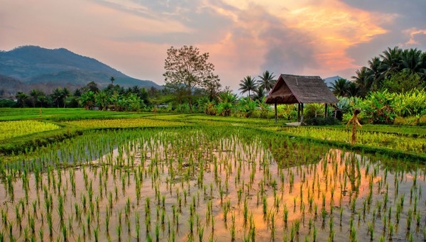Luang Prabang, Laos. Farm and rice plantation